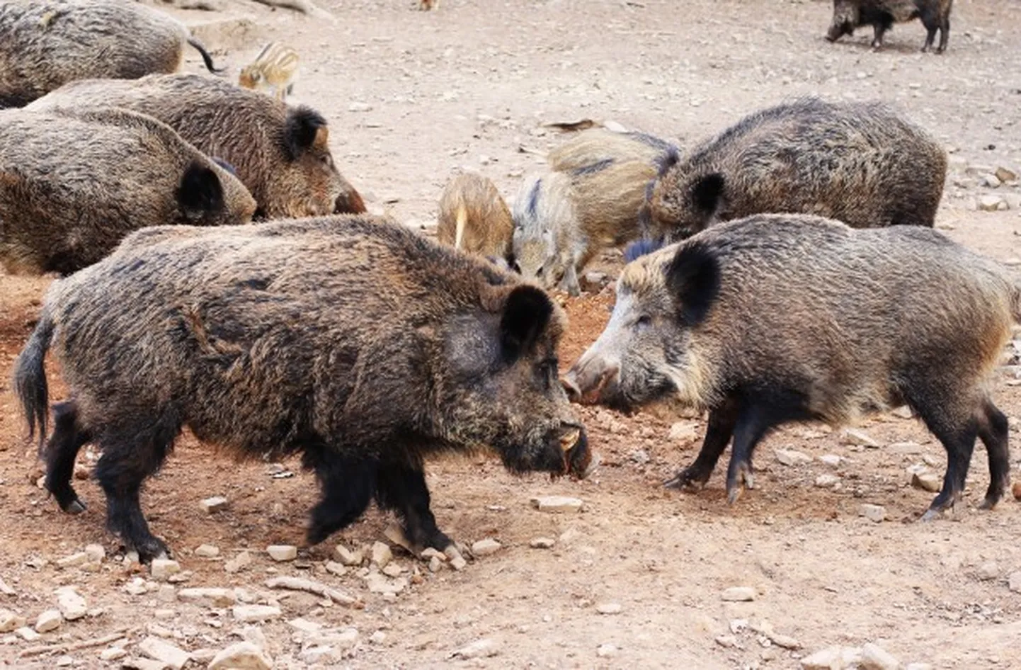 Raksta foto