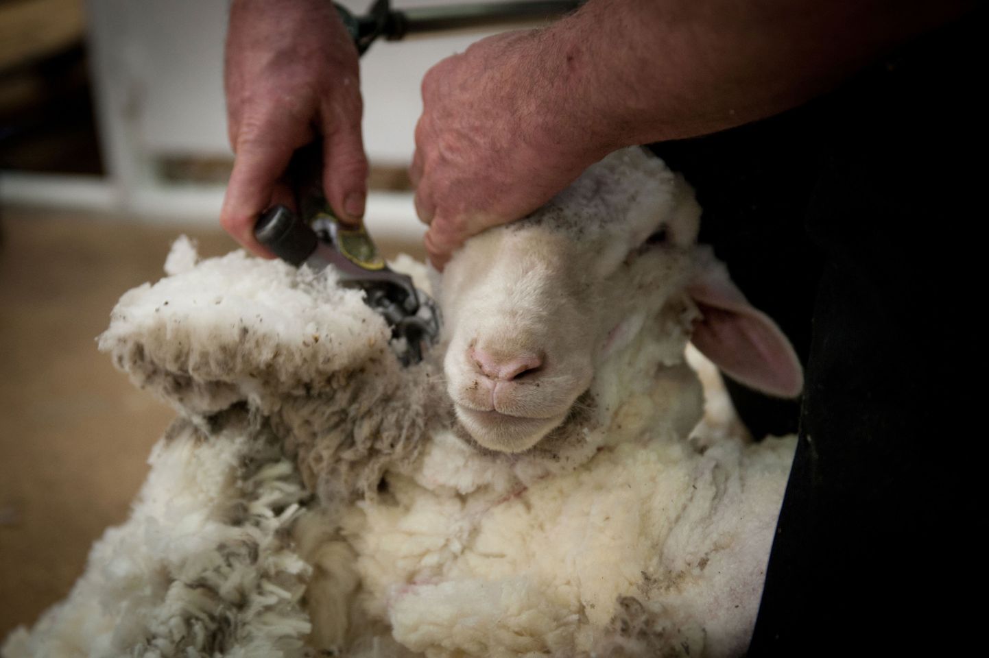 Võistleja pügab lammast 50. New Zealand International Merino Shearing meistrivõistlustel tänavu spetembris.