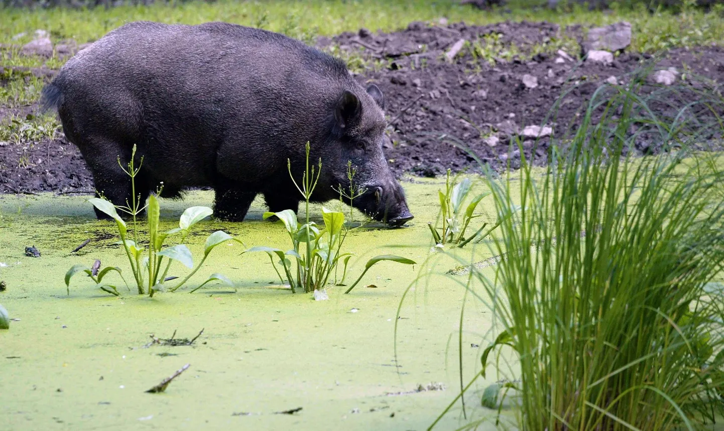 Põlvamaal on kütitud kõige vähem metssigu.