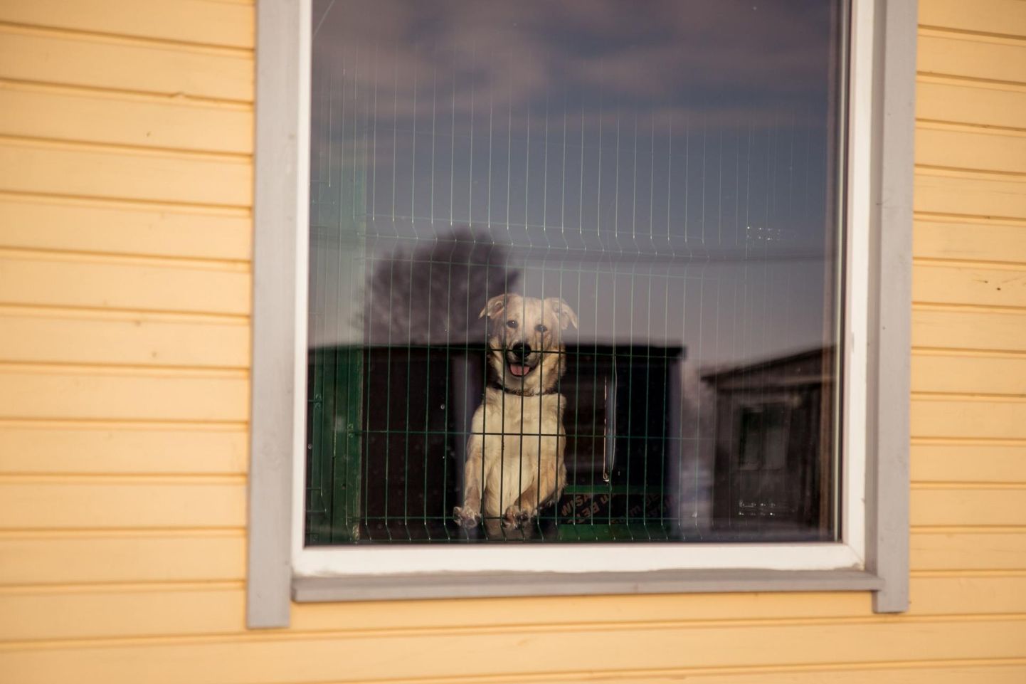 Pärnu loomade varjupaigas ootab kodu viis koera ja 17 kassi.