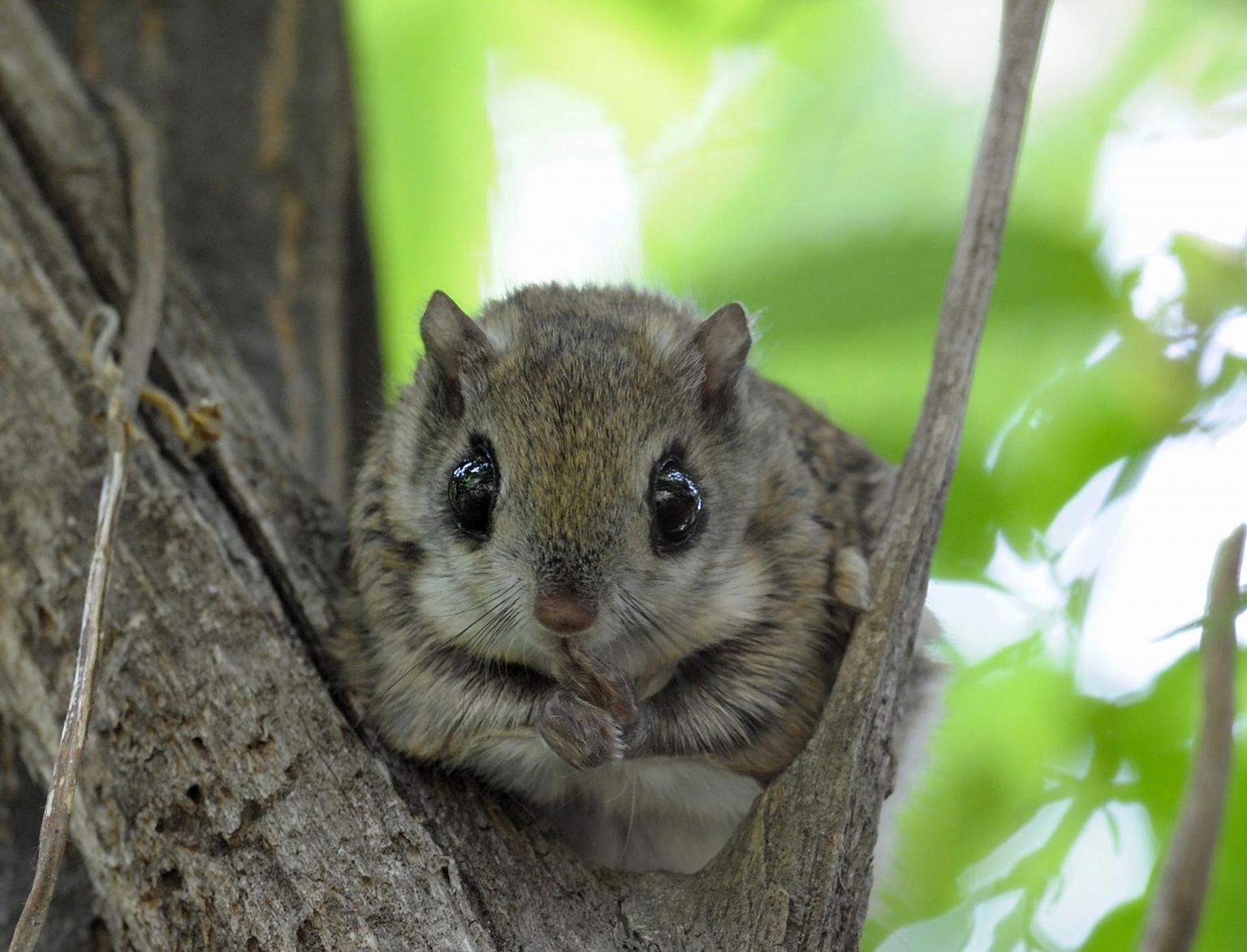 Oravlaste sugukonda kuuluvast lendoravast on nunnu välimuse tõttu saanud üks kaitset vajavate liikide maskotte. Ta sobib hästi ka indikaatorliigiks, sest talle meeldivad elutingimused, mis on soodsad ka paljudele teistele liikidele.