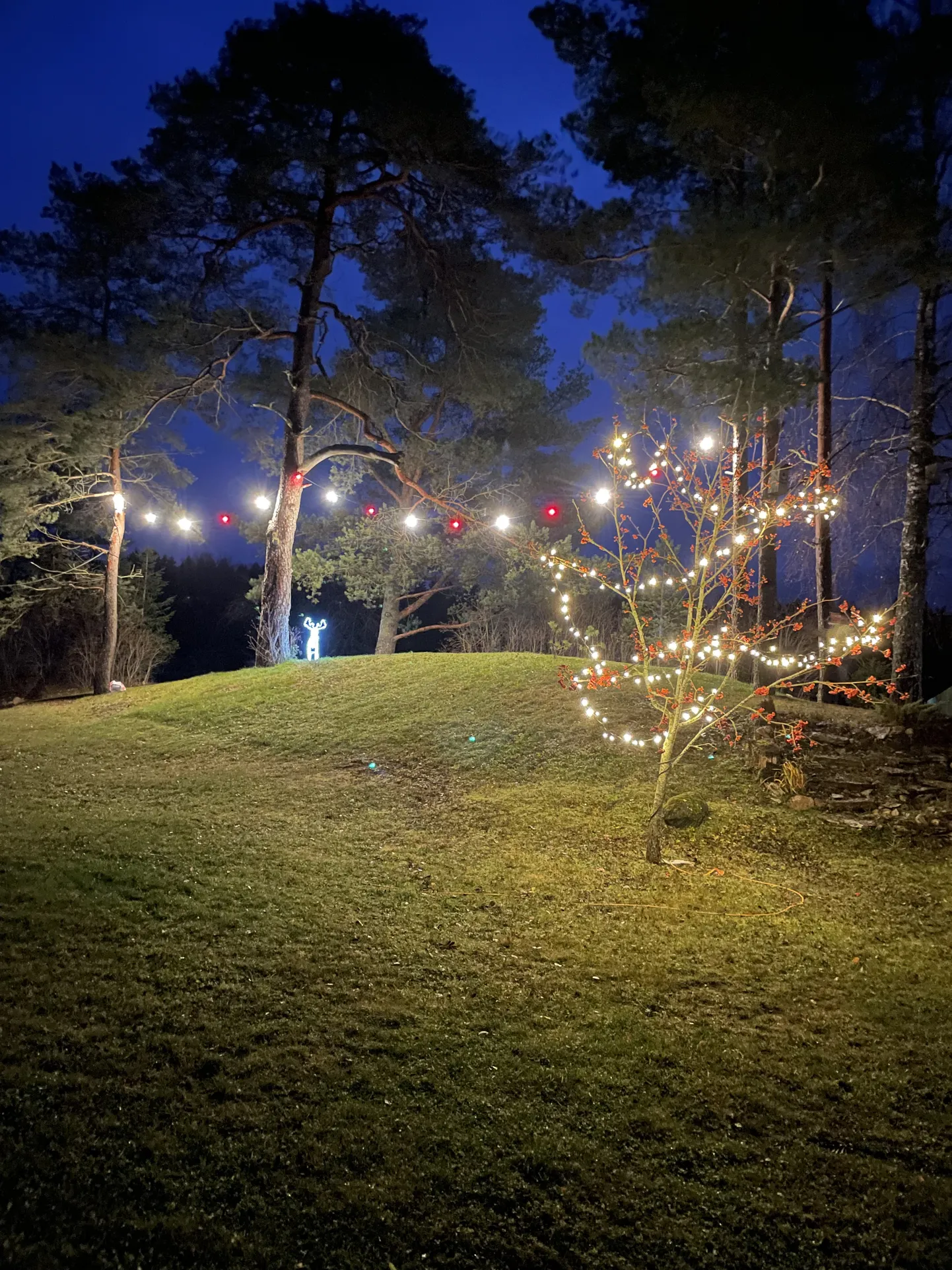 Artikli foto