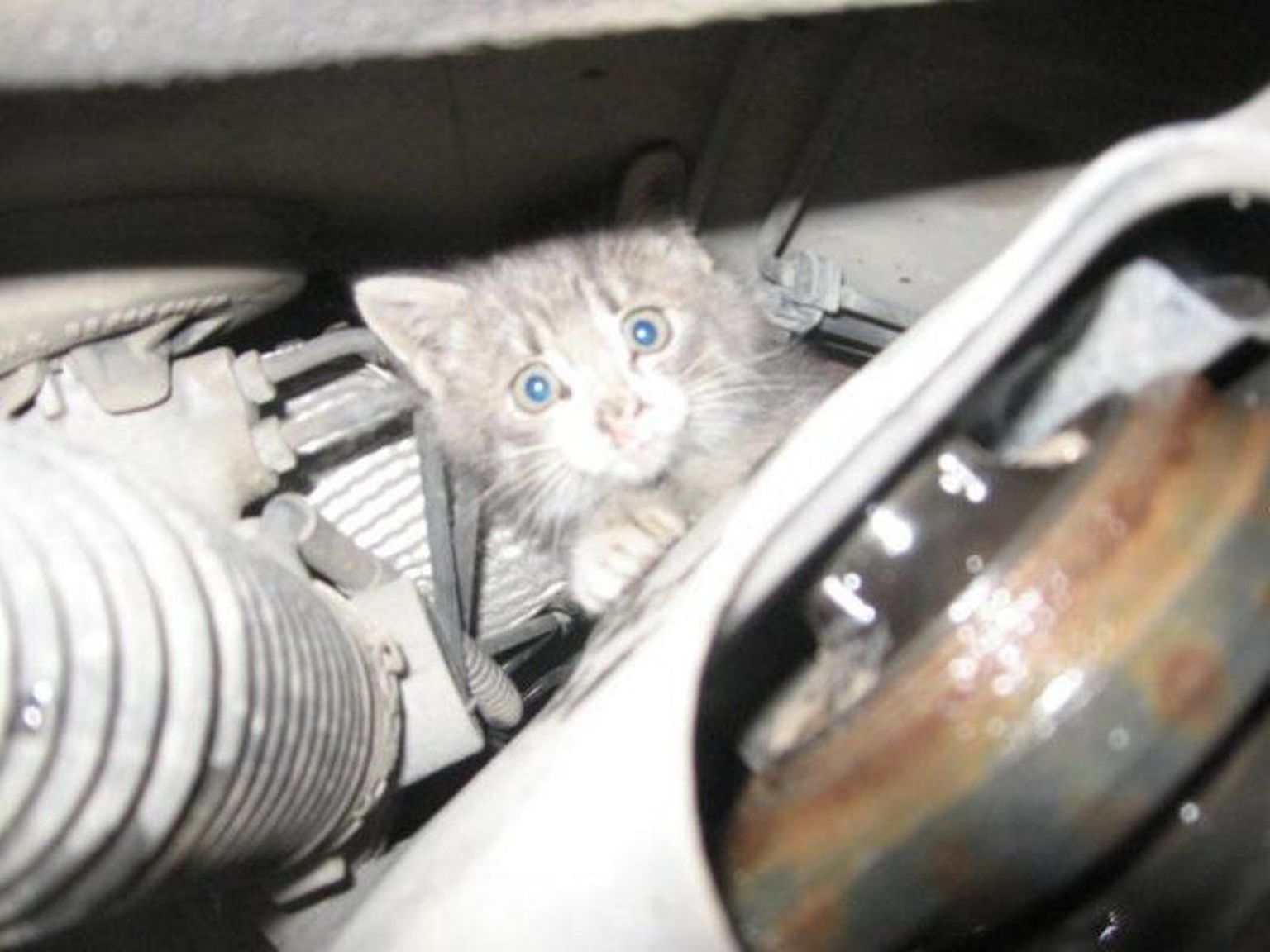 Hirmunud kassipoeg reisis auto kapoti all mootorirouumis, kuni masinaomanik näuguva looma parklas avastas. Foto on illustratiivne