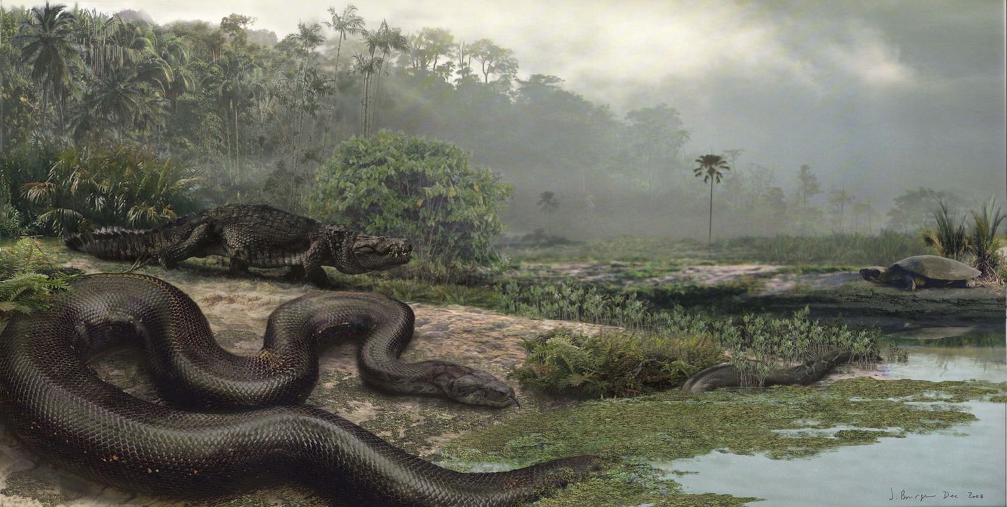 Kunstniku joonis suurest eelajaloolisest maost, kelle teaduslik nimi on Titanoboa cerrejonensis