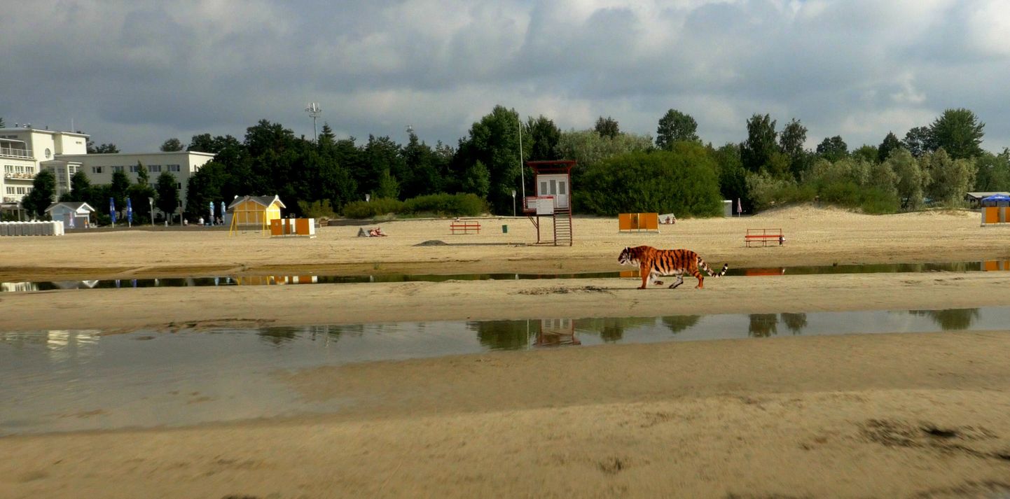 Pärnu rand ja tiiger