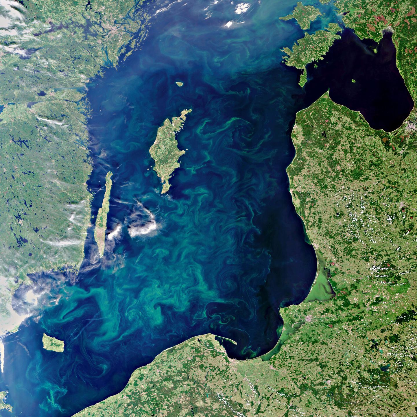 Vetikate vohamine Läänemeres.
