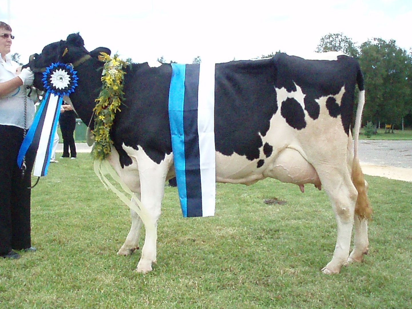 Eesti kauneima lehma tiitli võitis noorlehm Riia.