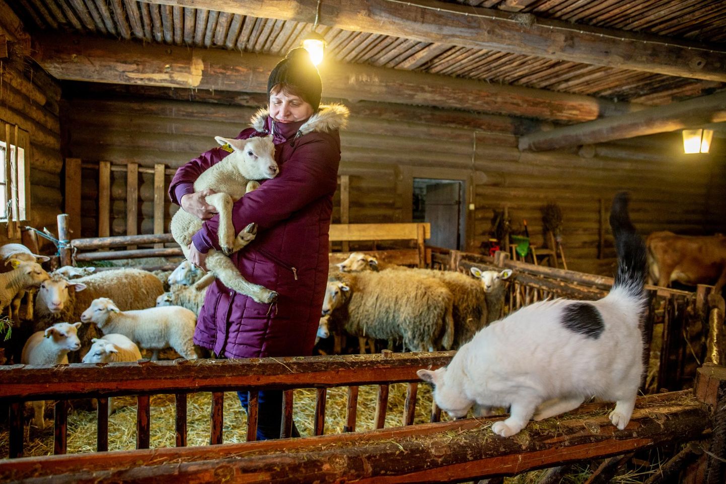 Õrna häälega määgivad talled on imetoredad, Kurgja talumuuseumi laudas on Eesti valgepealised lambad toonud tänavu ilmale 16 talle, kellest ühte hoiab süles muuseumi peaspetsialist Kersti Tammiksaar.