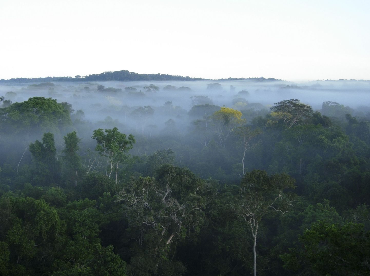 Amazonase vihmamets.