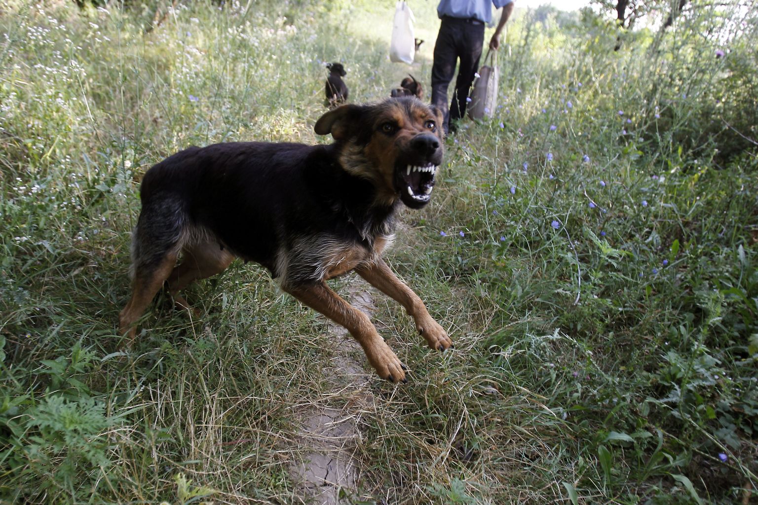 Hulkuv koer Bukarestis asuvas pargis, 19. juulil 2013. a.