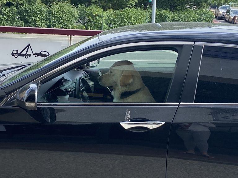 Собака-водитель