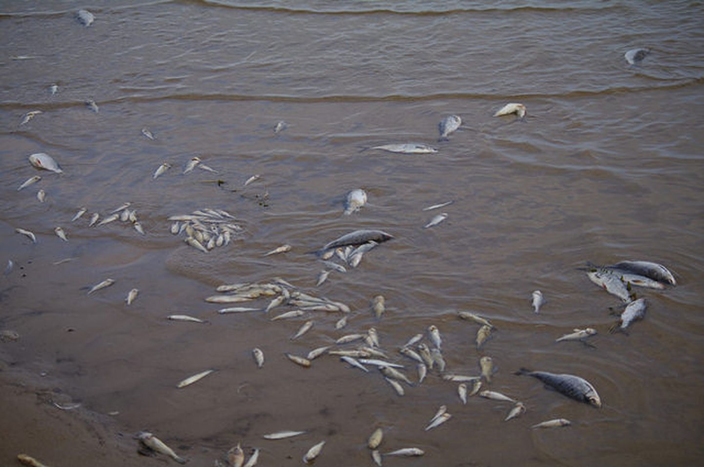 Hukkunud kalad Peipsi ääres