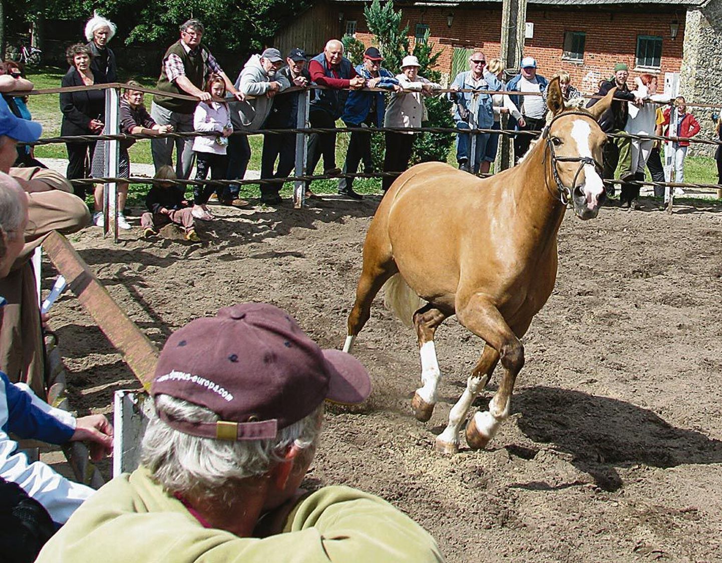 Tori hobusekasvandusse oli esmaspäevaks toodud parimate tõuomadustega noorloomi kogu Eestist.