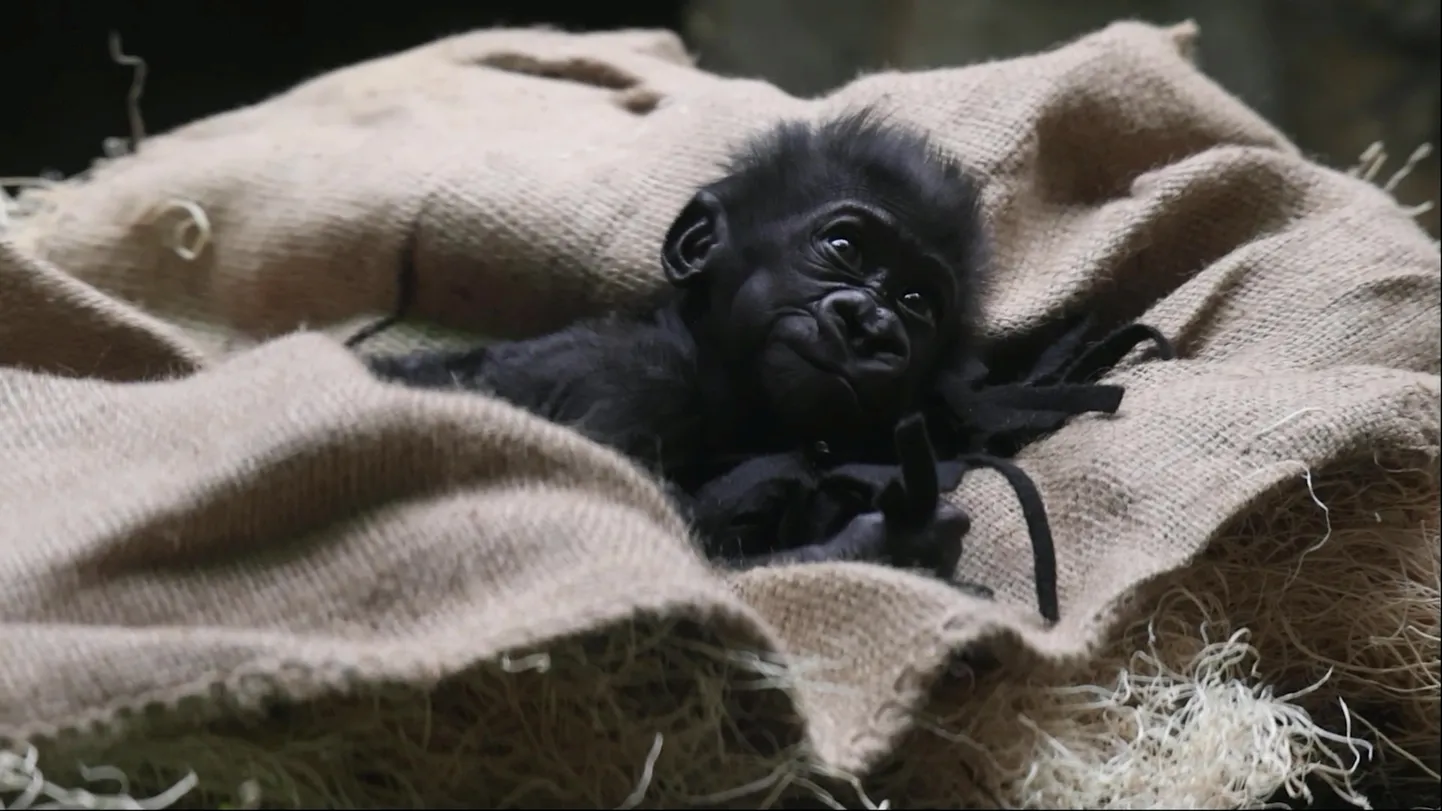 Gorillabeebi kannab nime Baby G.