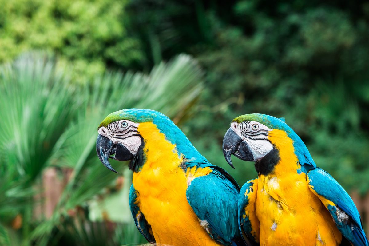 Tropiskie papagaiļi