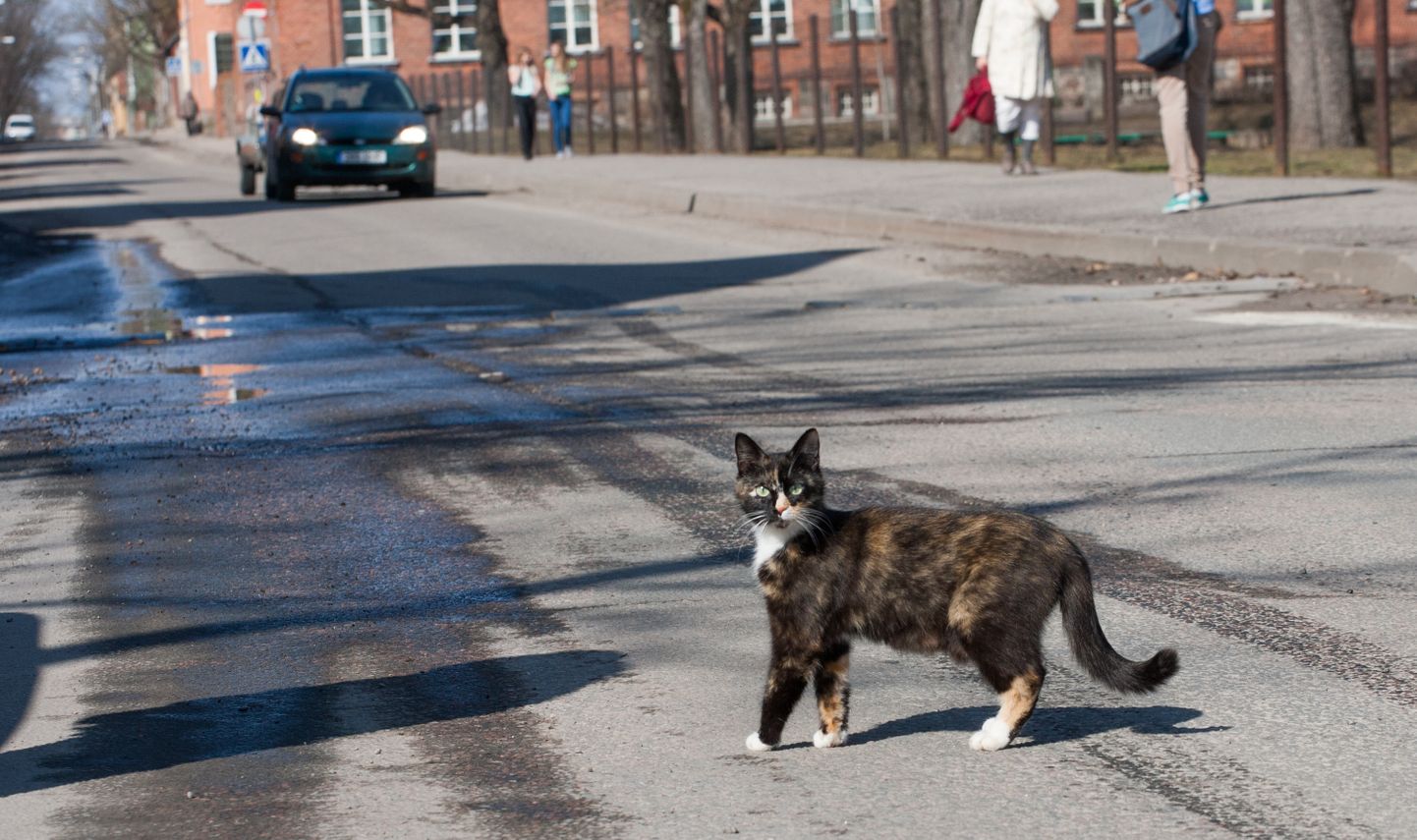 Выбежавшая на дорогу кошка. Иллюстративное фото.