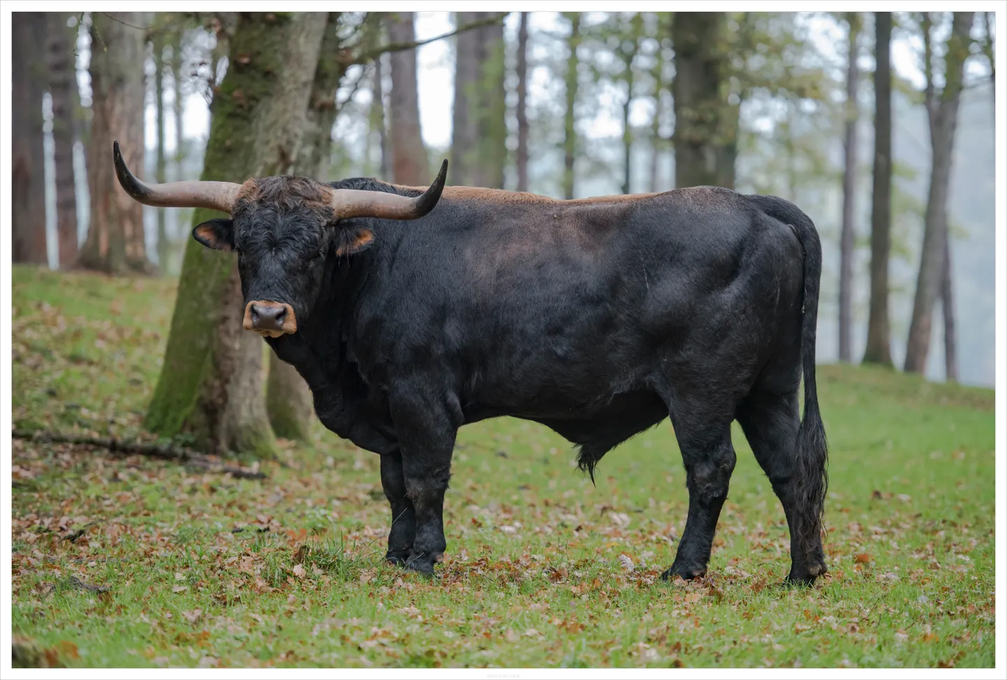 Bos taurus. Taurgovs. Ilustratīvs attēls.