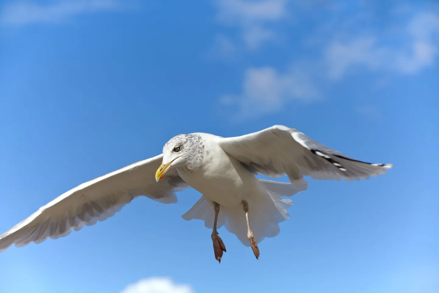 Чайка