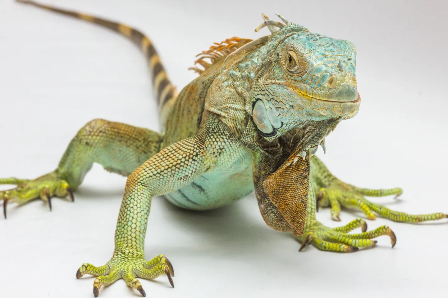 Iguaan