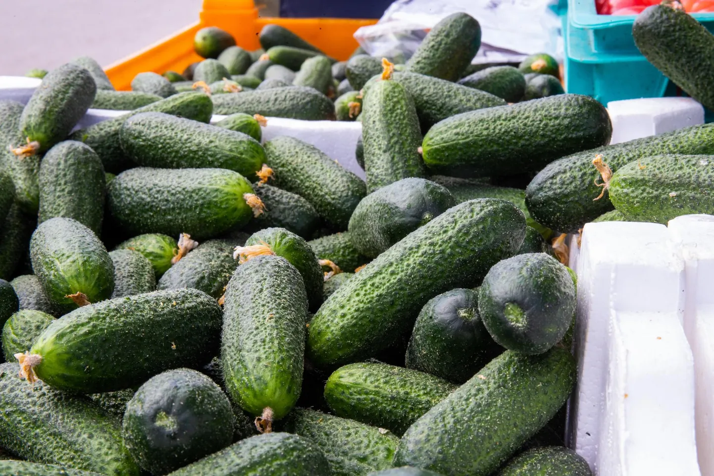 Kurke leiab turult kilohinnaga üks-kaks eurot.