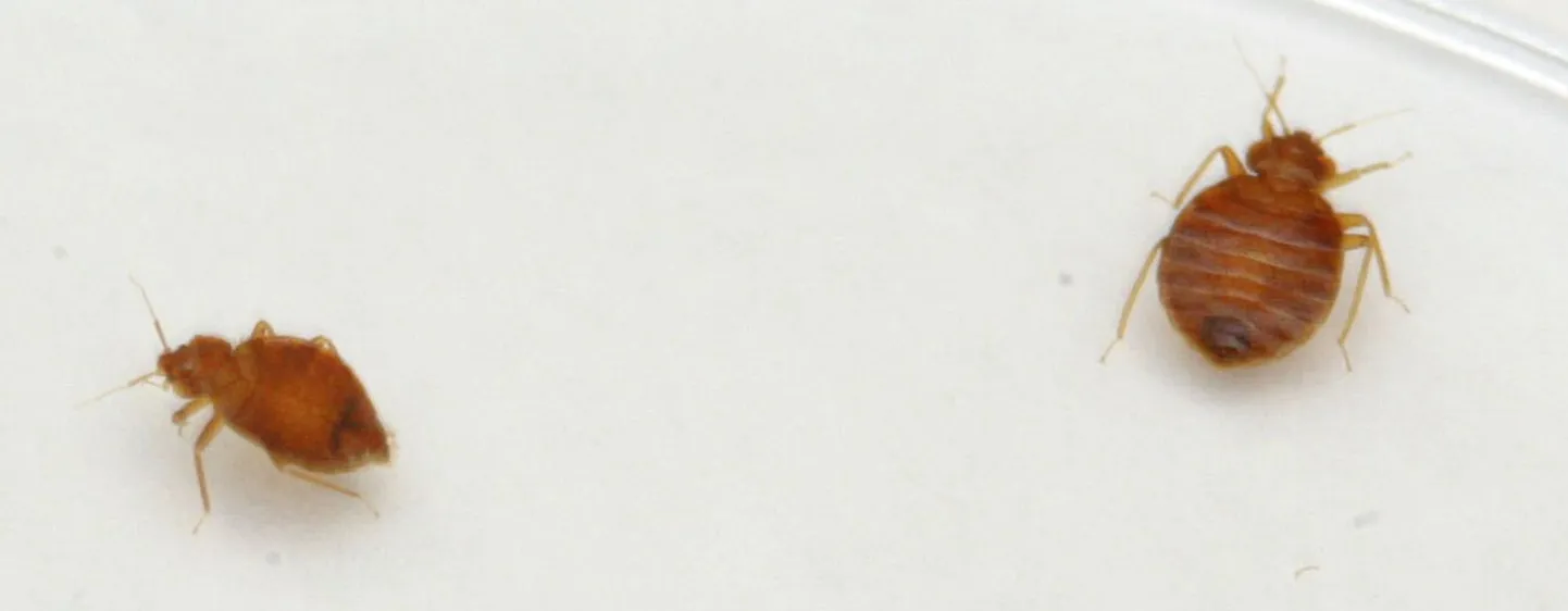 Lutikad