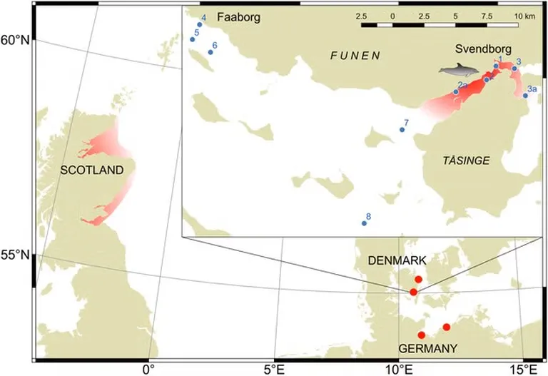 Üksildane afaliin Delle elab peamiselt Taanis Svendborgsundi väinas.