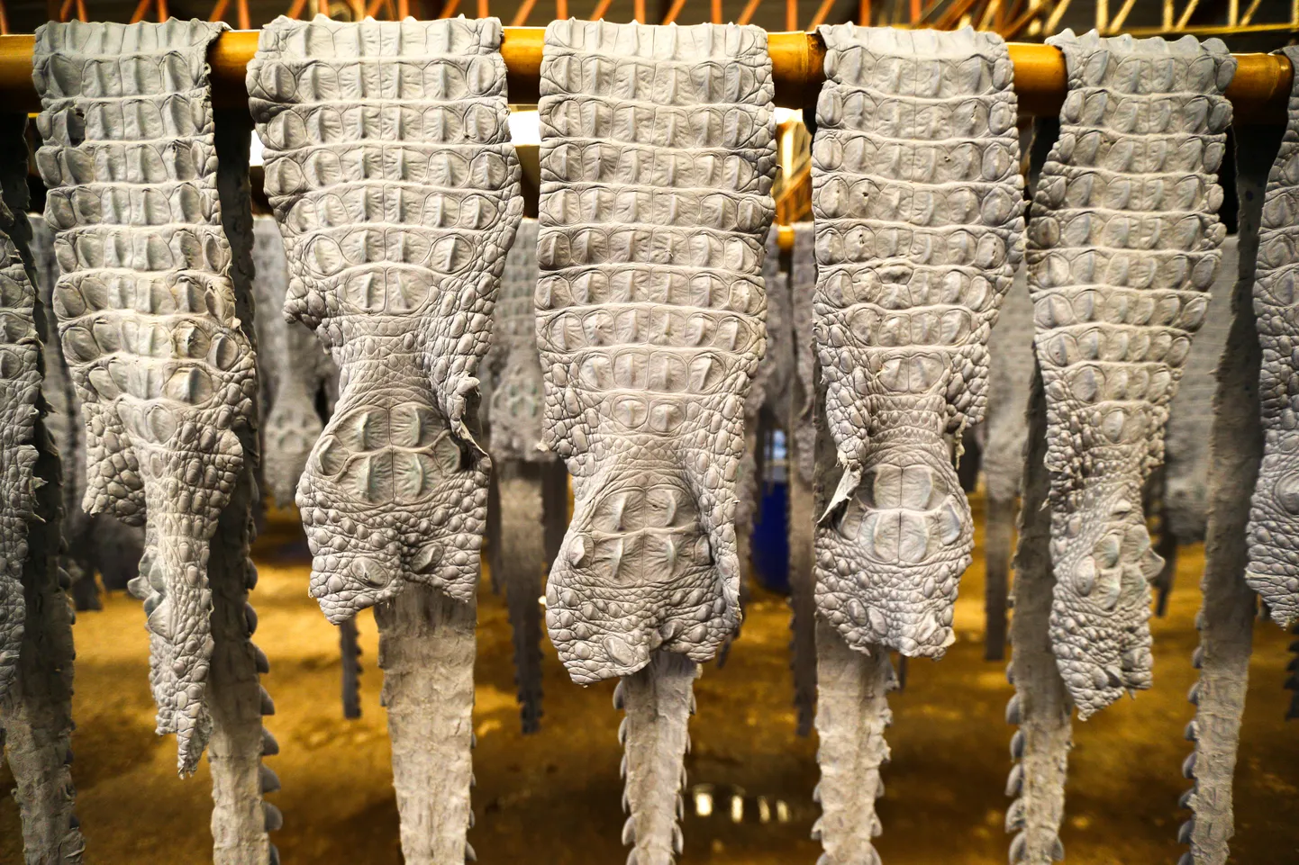 Krokodillinahad Tai krokodillikasvatusfarmis