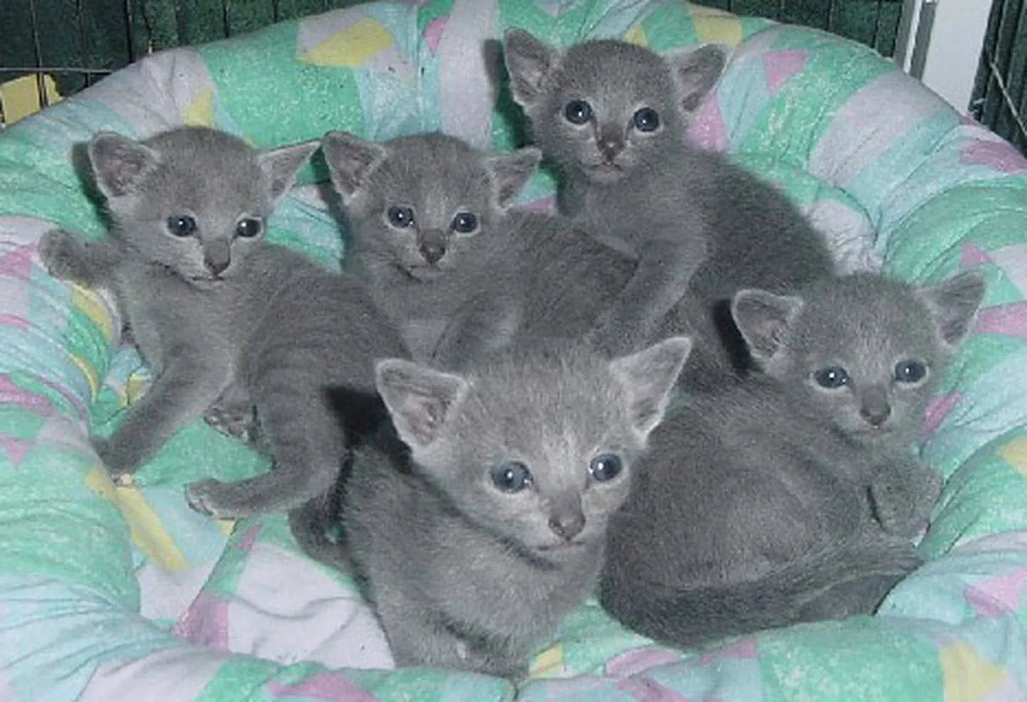 Raksta foto