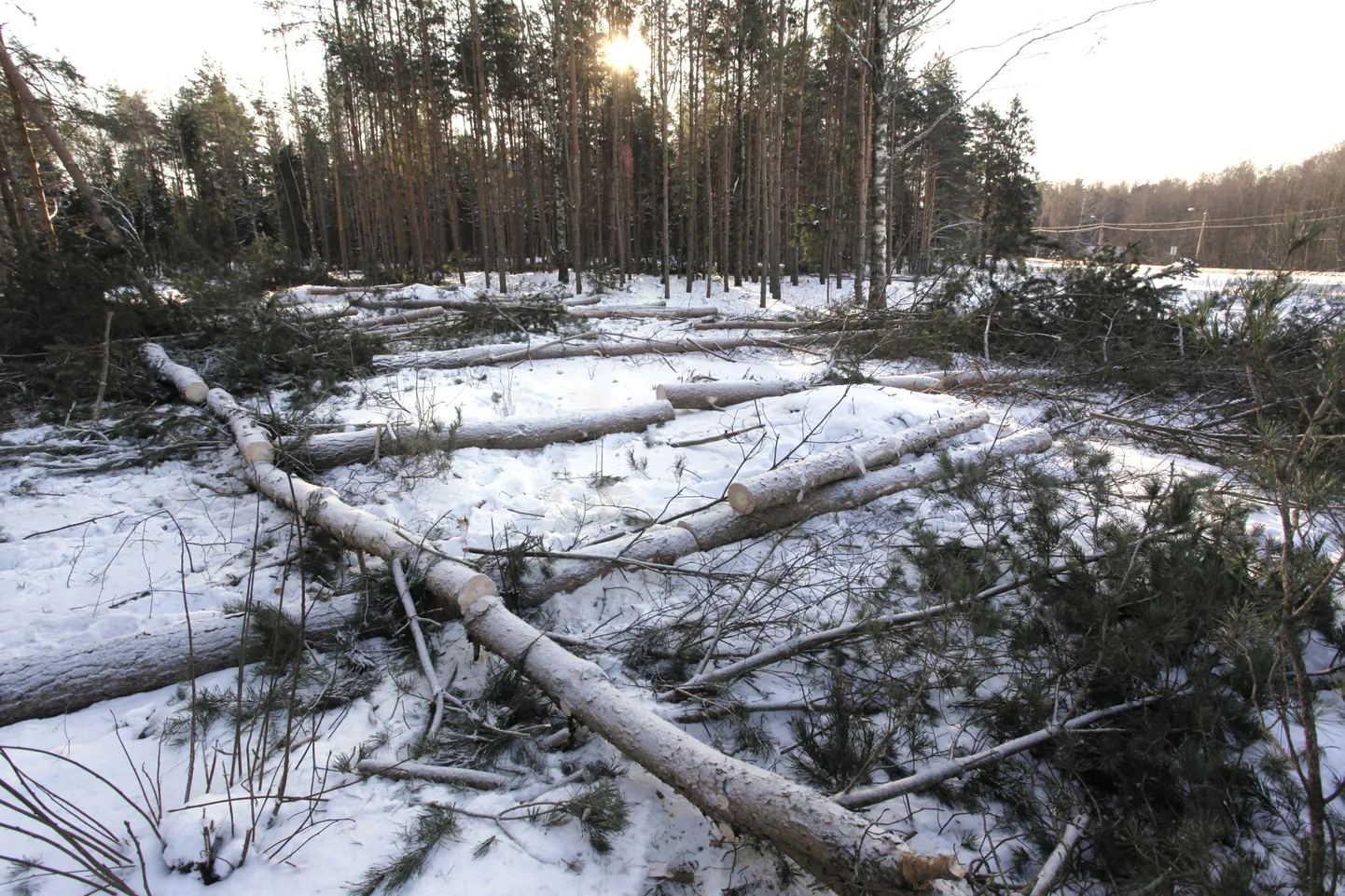 RMK kasum kasvas.