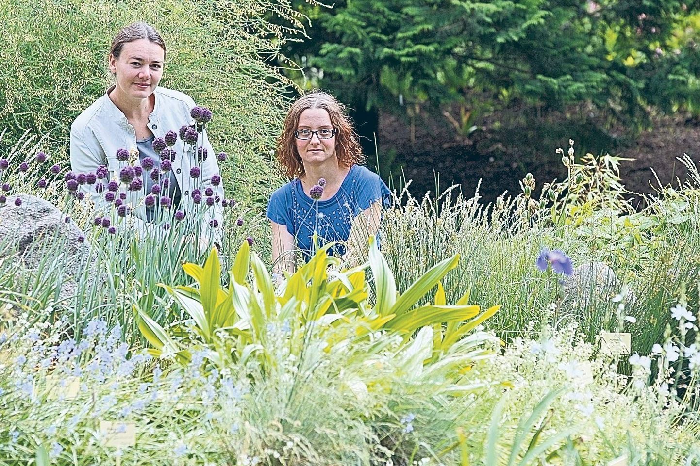 Tartu Ülikooli botaanika ja ökoloogia doktorandid Anu Lepik (vasakul) ja Sirgi Saar uurivad, kas taimedel on võime eristada naabrite hulgast geneetiliselt endasarnaseid isendeid.