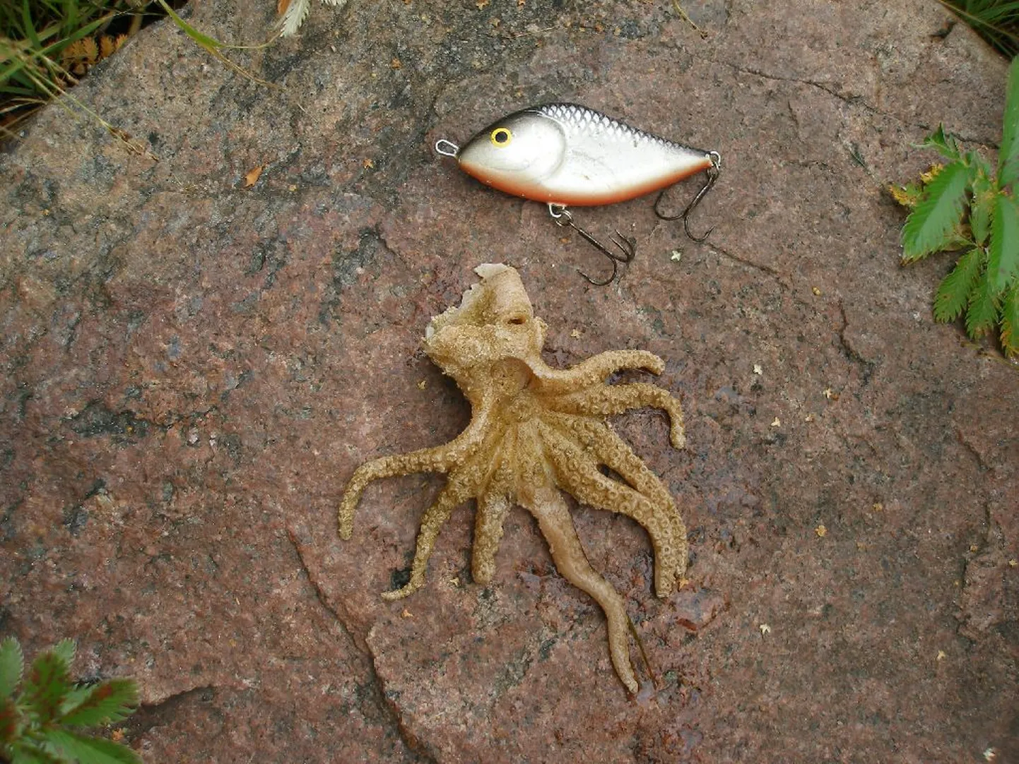 Läänemerre eksinud kaheksajalg.
