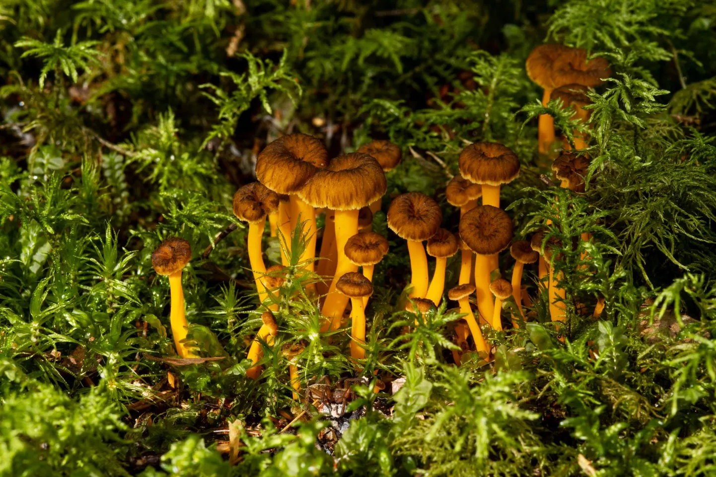 Ootamatult sattus looduspiltnik metsas jalutades kollakatele kukeseentele ja oleks neile peaaegu peale astunud.