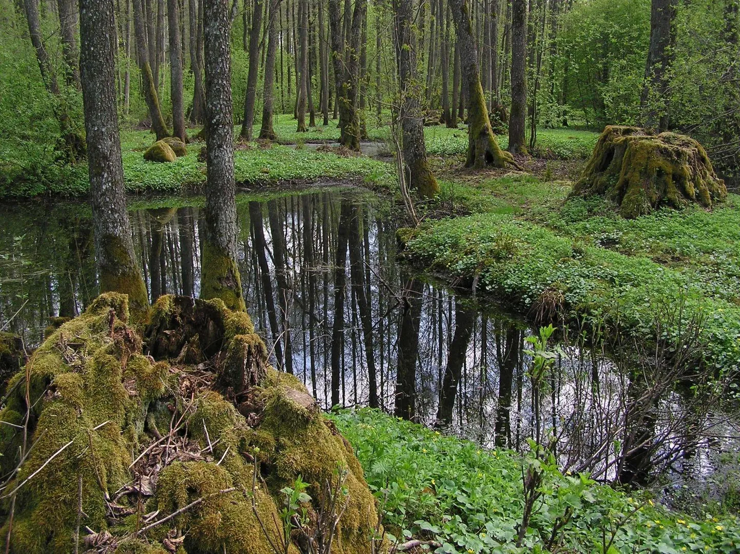 Maardu sanglepa hiiemets 2009. aasta kevadel. Kaadris olev ala raiuti 2012. aasta alguses lagedaks.
