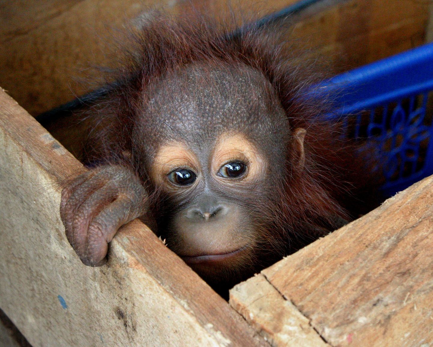 Kolmekuune orangutanibeebi