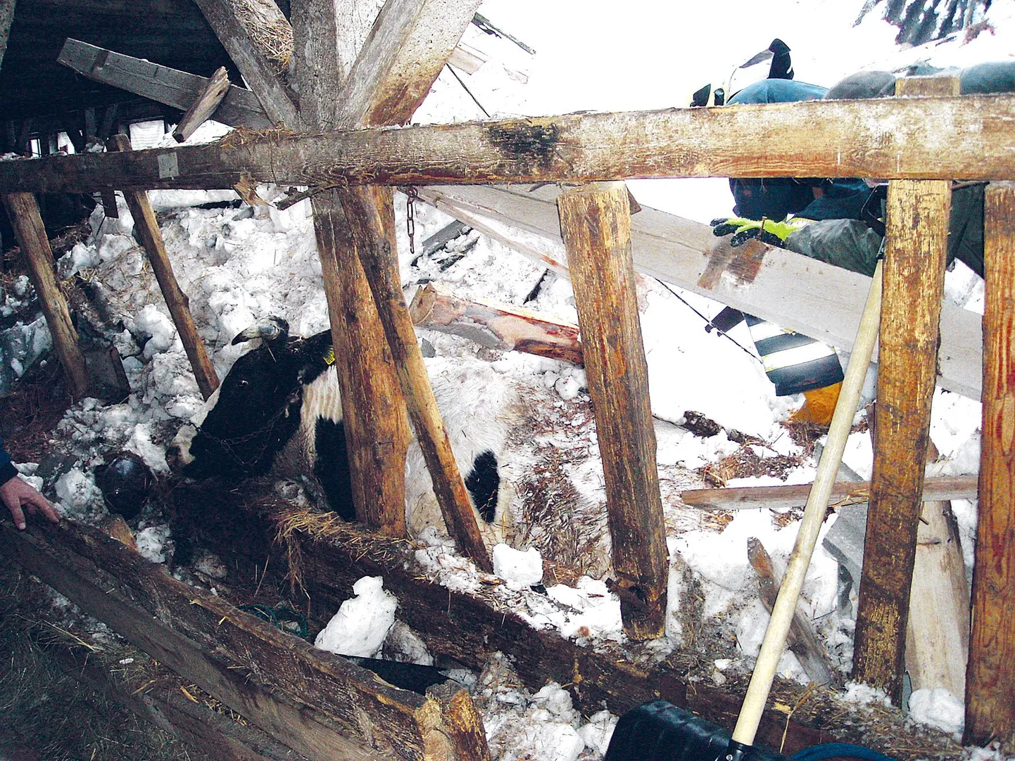 Põltsamaa vallas Pudivere külas kukkus karjalauda katus veistele kaela.