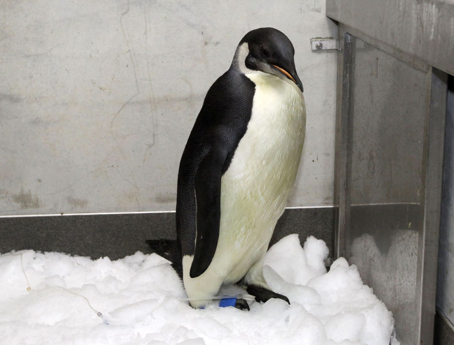 Uus-Meremaale eksinud pingviin saadetakse tagasi koju