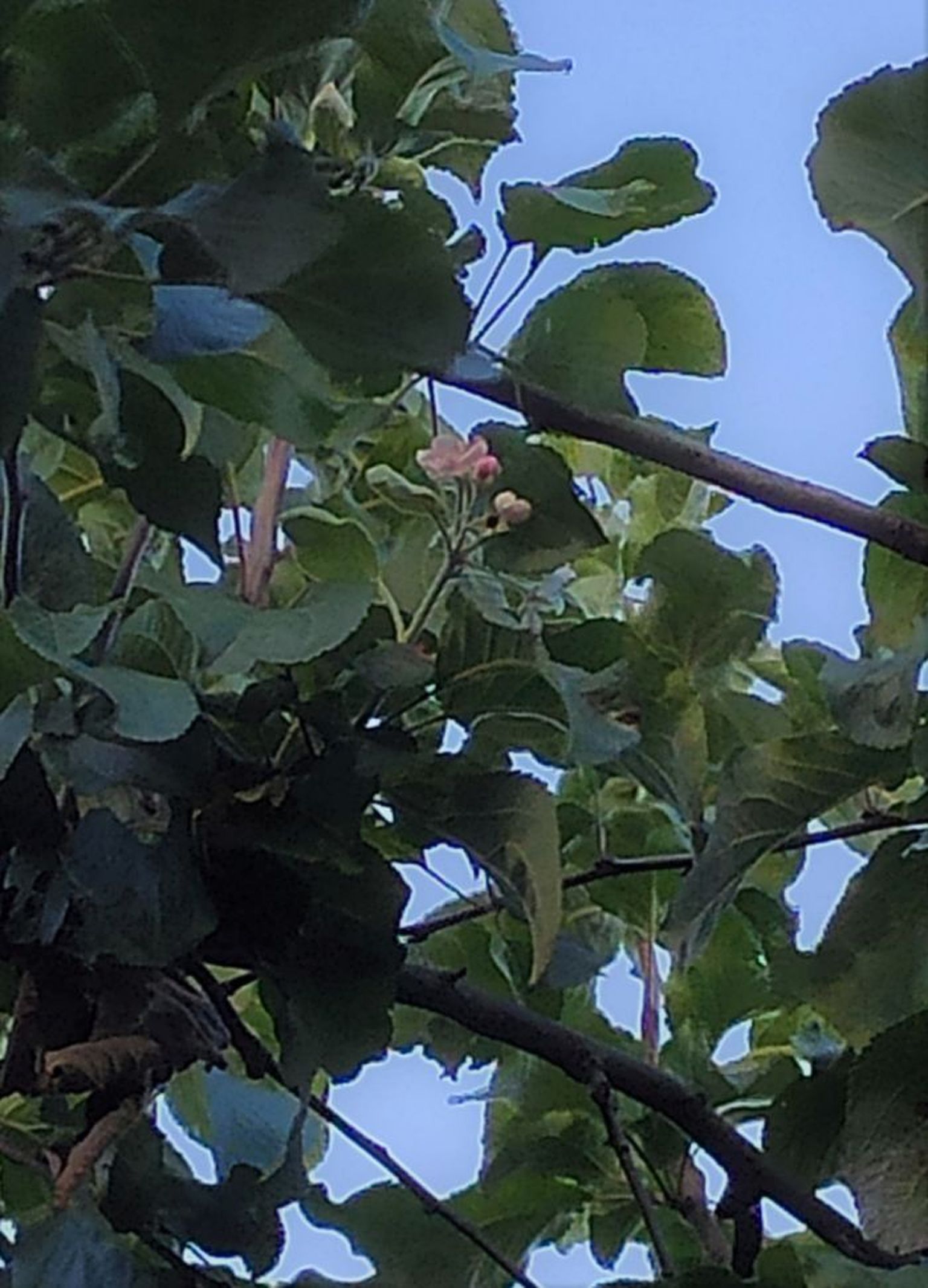 Õienupud õunapuul