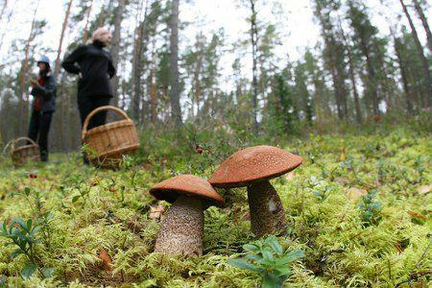 Vähem kui nädala jooksul on politseinikud ainuüksi Viljandimaal saanud abipalve kolmelt eksinud seeneliselt.
