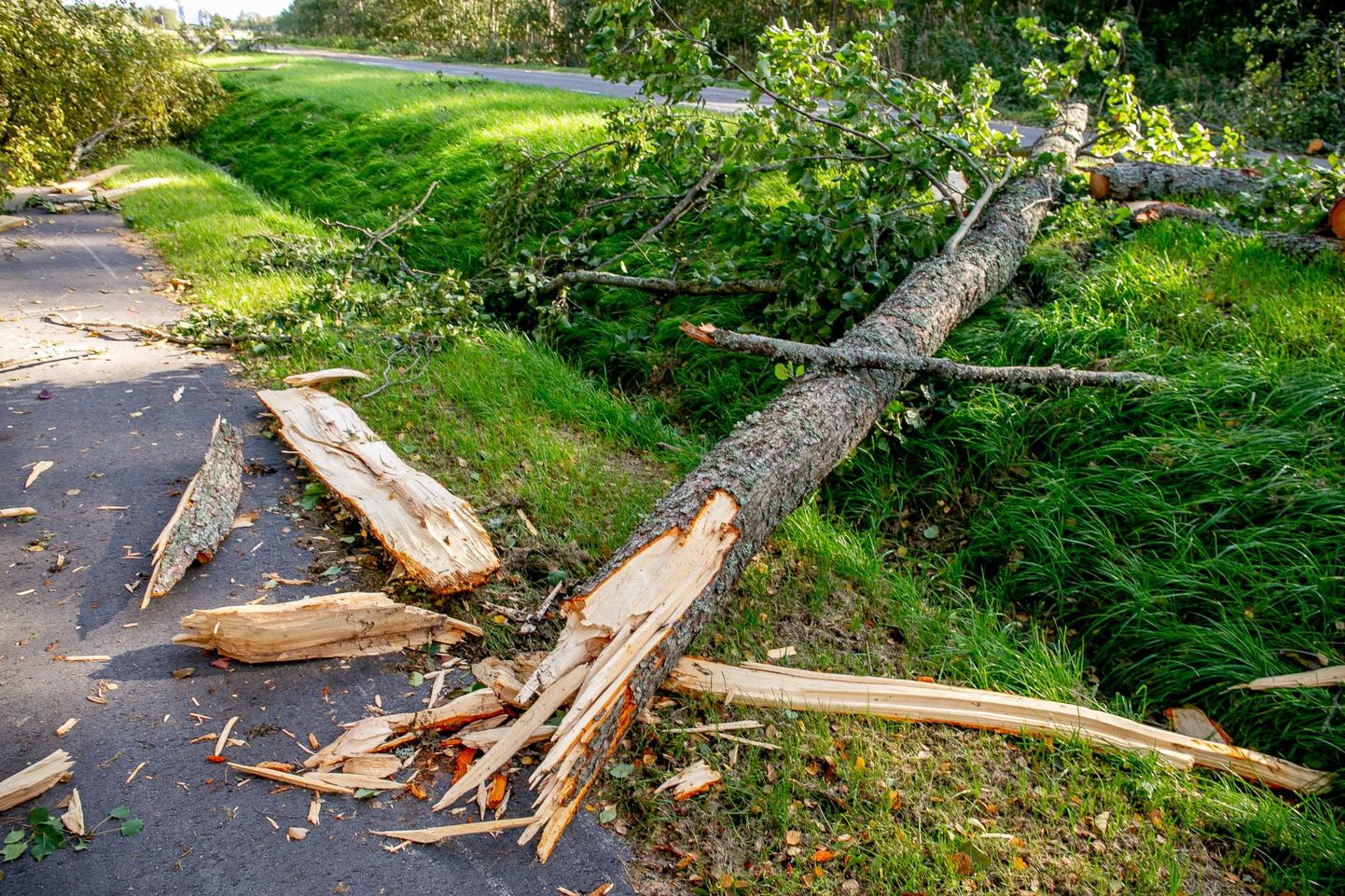 Päästjad pidid eemaldama tormi murtud ja sõiduteele langenud puid.