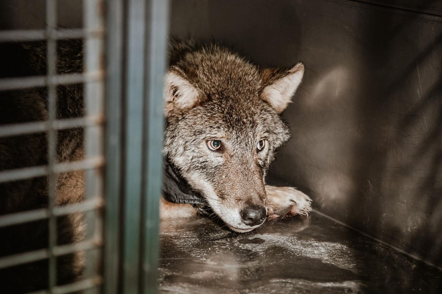 В феврале спасенный эстонский волк прославился на весь мир.