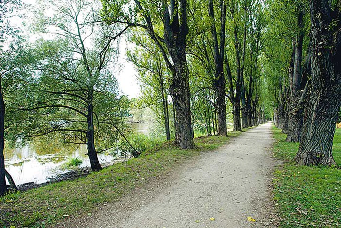 Pildil ei ole Vana-Ingliste mõisapargi allee.