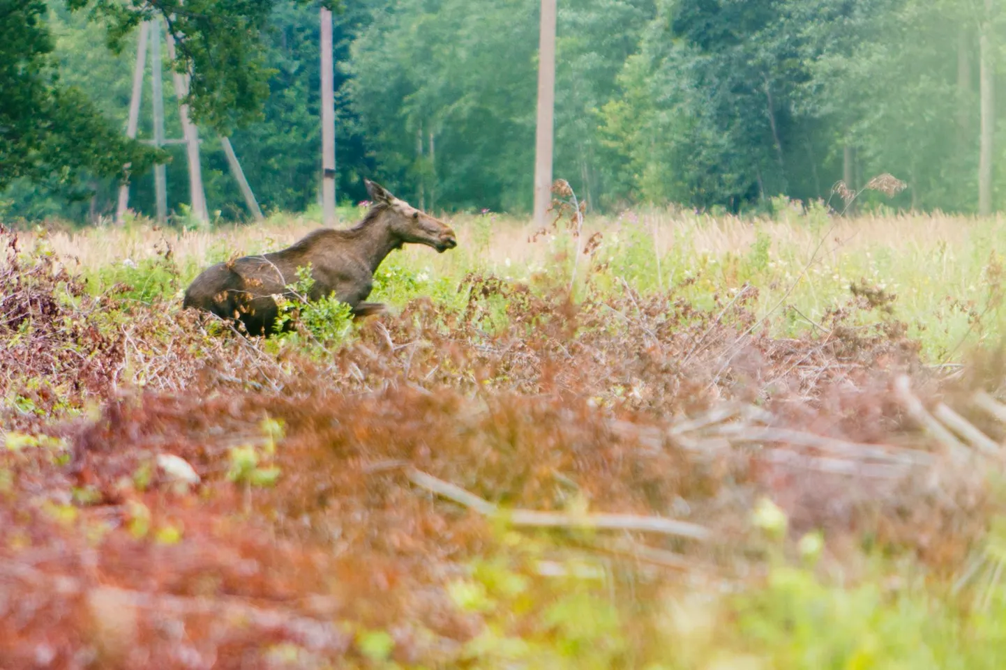 Kuigi põtru kohtab metsas harva, vii-tab pabula­indeks, et neid jagub Pärnumaale küll ja veel. Konkreetne isend sattus fotograafi objektiivi ette Tõstamaa kandis.