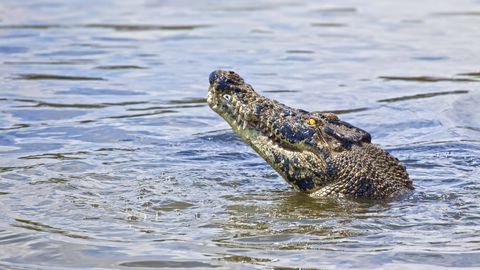 Austraalias leiti ujumise ajal krokodilli küüsi langenud tüdruku surnukeha