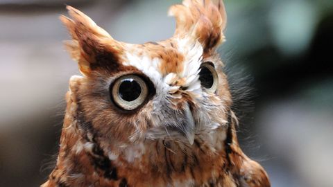 Horoskops piektdienai - 24. aprīlim