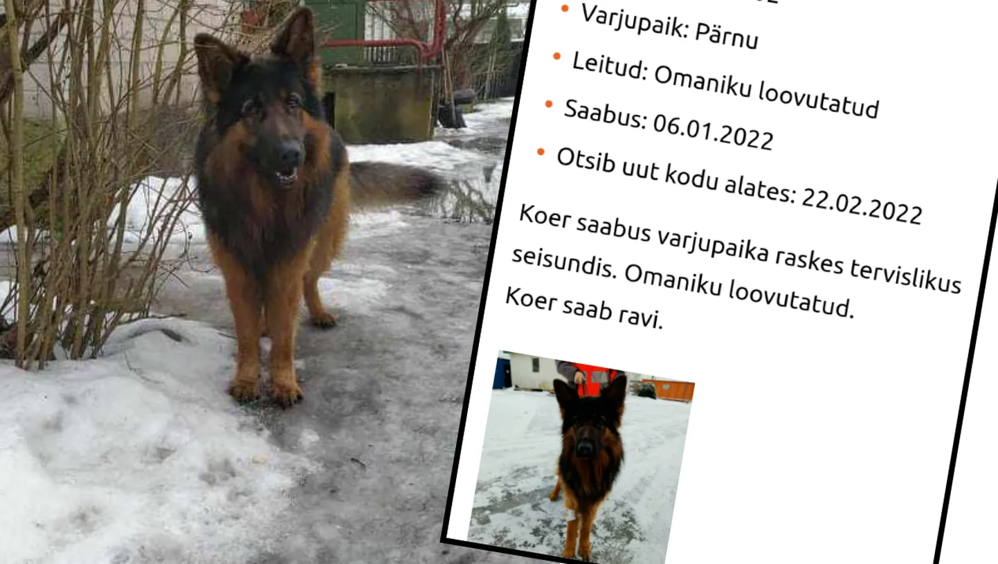 Roco