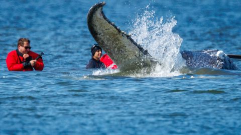 Ootamatu pööre: ärimehed ei tõttasid hukule määratud vaalale appi