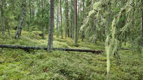 Metsarahvapäev kutsub Lääne-Virumaal metsa ja tehasesse