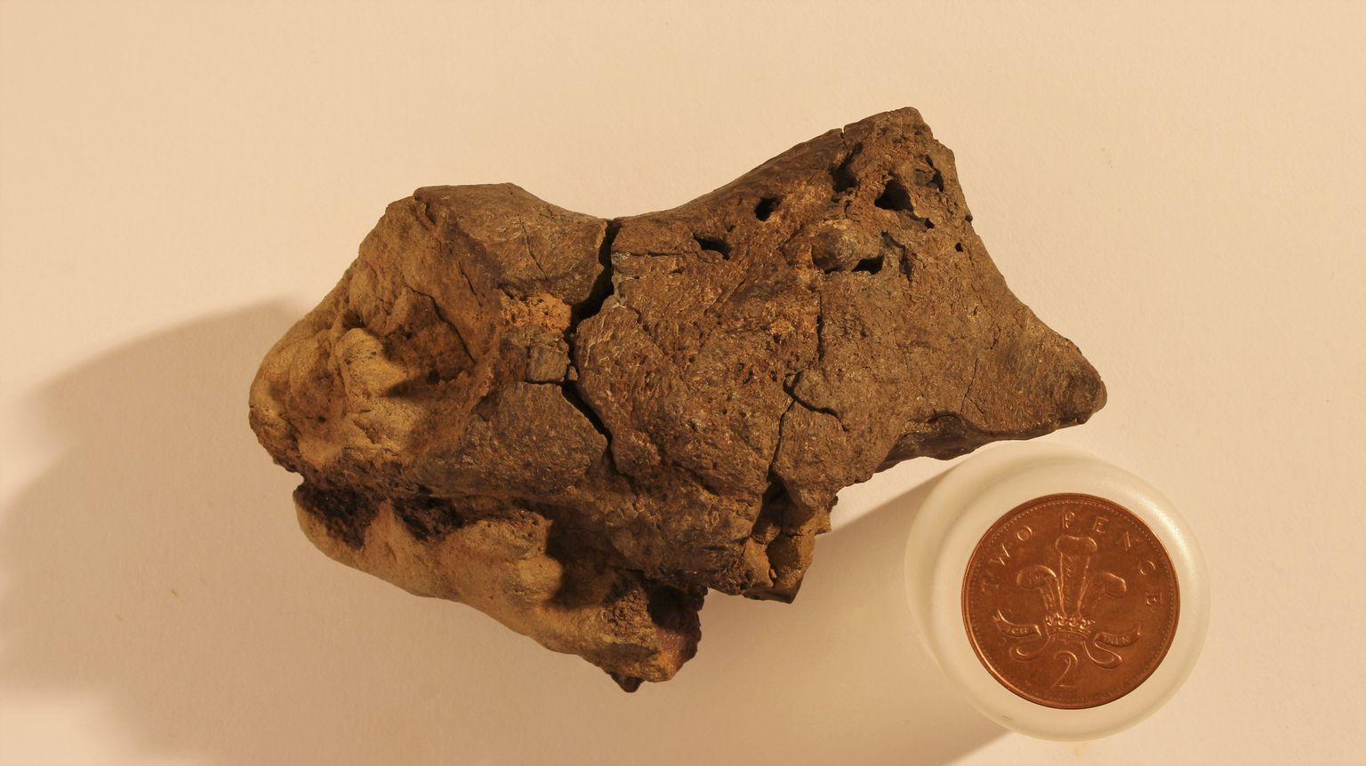 Sussexi rannast leitud kivi on maailma ainukene säilinud dinosauruse aju, näitavad briti teadlased oma värskes uuringus.