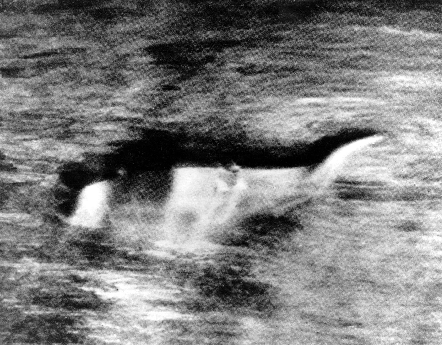 Foto 1960. aastatest, millel on väidetavalt Loch Nessi koletis