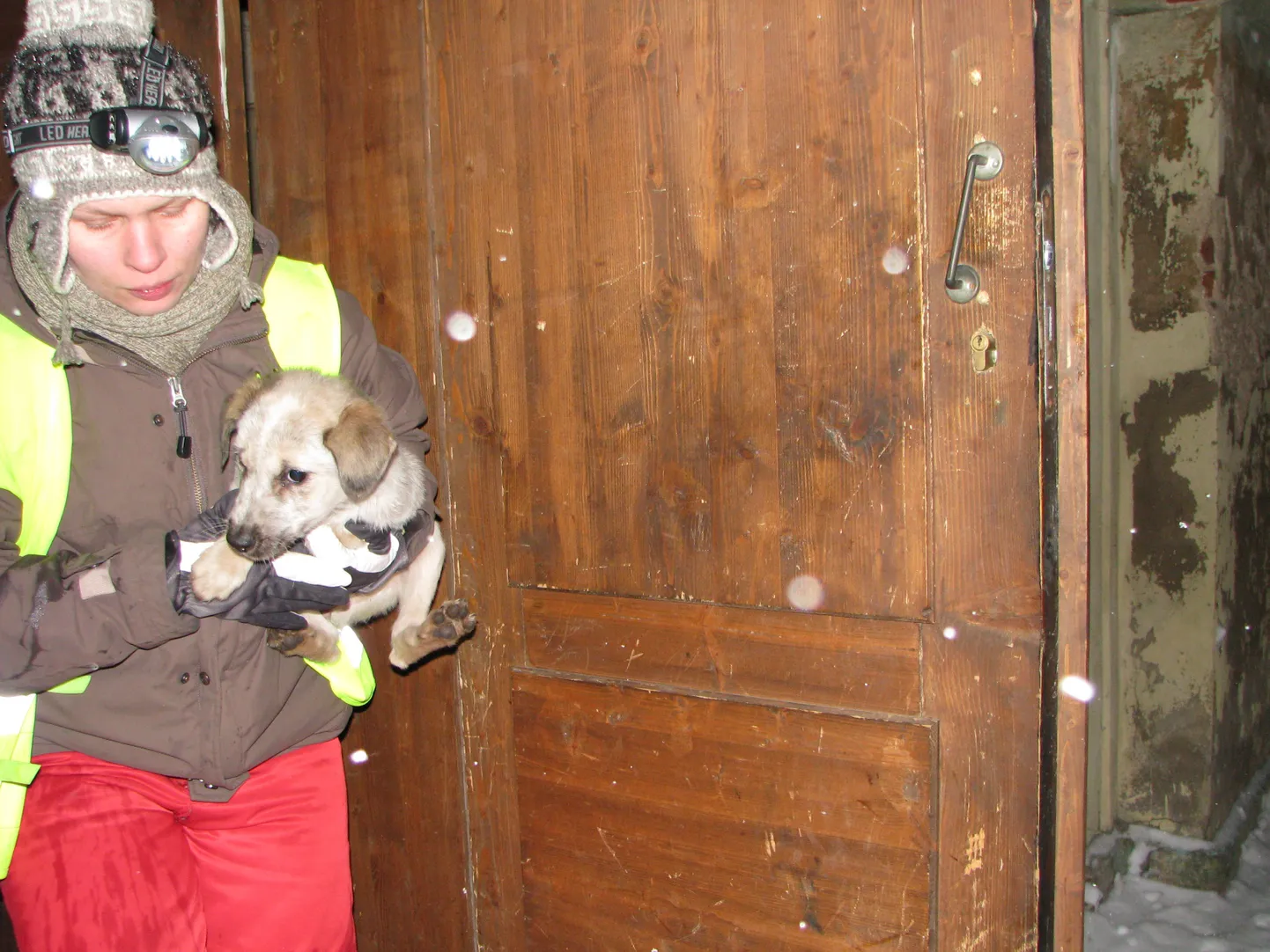 Kodutute loomade varjupaiga töötajad päästsid Valga Selveri vastas asuvast endisest vanglakompleksist nälginud koerad.
